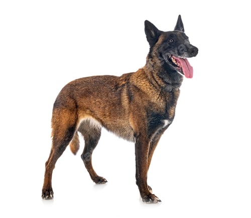Preview: malinois in studio