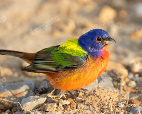 Preview: Vibrant painted bunting (Passerina ciris) bird perched on the ground