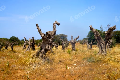 Preview: Rural landscape in Apulia near Lecce