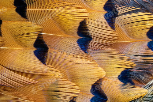 Preview: colored pheasant feathers with a visible texture. background