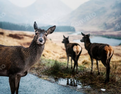Preview: Deers on the road at Glen Etive, Scotland