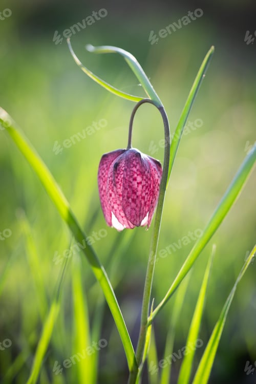 Preview: endangered wild Chess Flower (Fritillaria meleagris) or snake's head fritillary