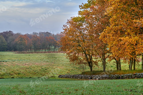 Preview: Autumn fields. A photo of a vibrant country field in early autumn.
