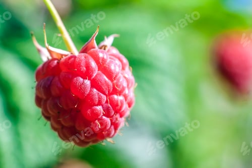 Preview: Closeup of growing organic raspberries. Ripe Raspberry in fruit garden. Selective focus.
