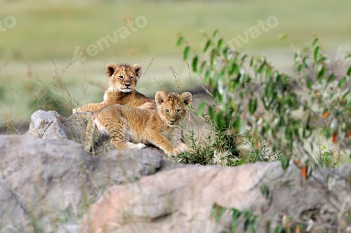Preview: African lion cub