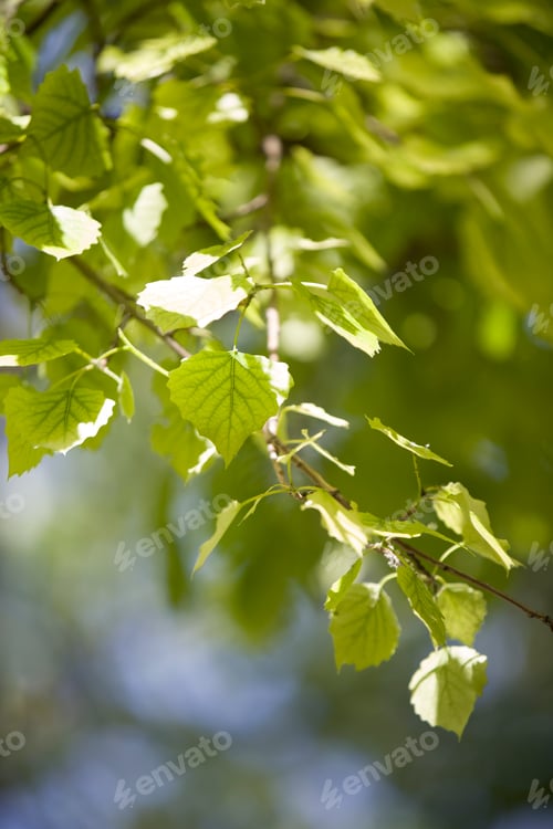 Preview: Green leaves