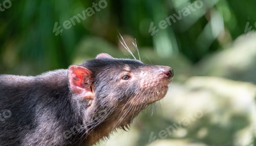 Preview: Tasmanian devil rat looking up with its head turned to the right, set against a natural background