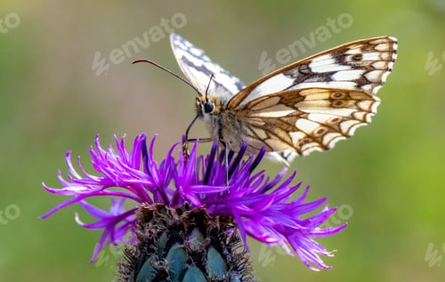 Preview: Clouded White butterfly perching on flower