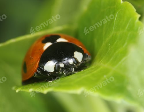 Preview: Ladybug on green leaf macro