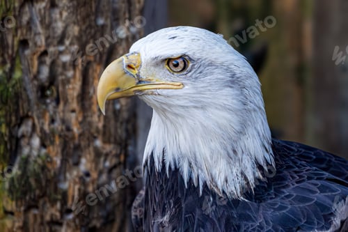 Preview: eagle eye