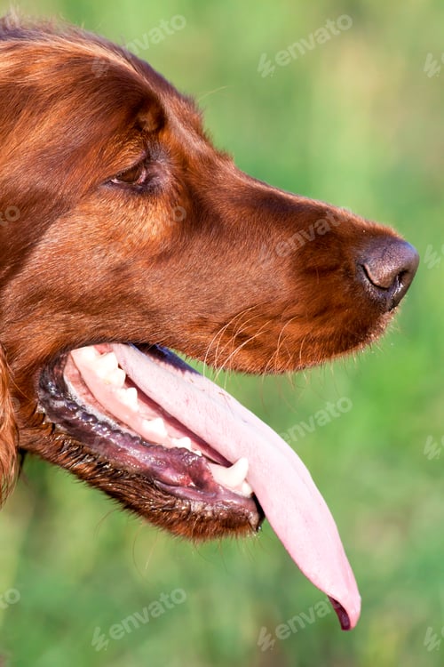 Preview: Panting cute dog
