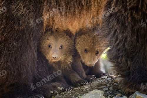 Preview: Young brown bear in the forest