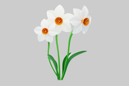 Preview: Three white daffodils.
