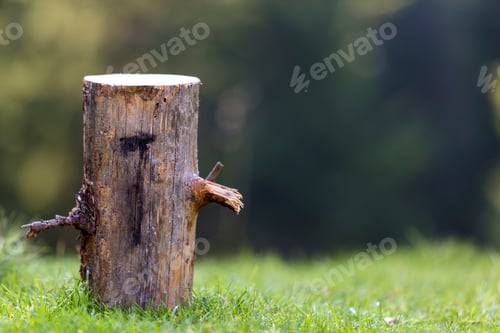 Preview: Close-up shot, isolated tree stump outdoors on grassy sunny summer forest