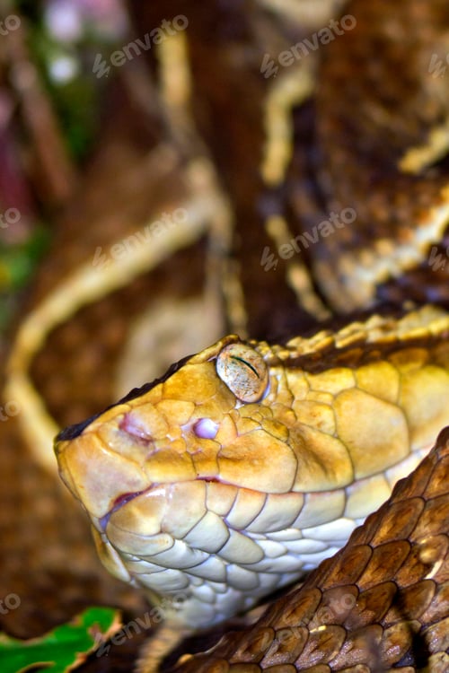 Preview: Fer-de-lance Viper, Tropical Rainforest, Costa Rica