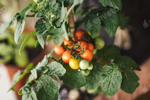 Preview: Close up view of a home farming cherry tomato plant with small red tomatoes