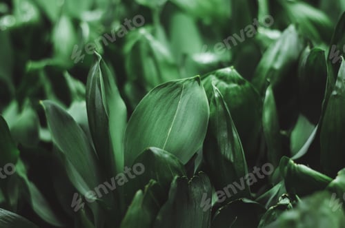 Preview: Beautiful natural background of lily of the valley leaves