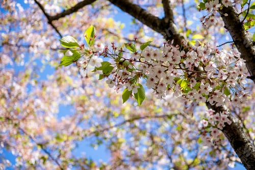 Preview: beautiful blossoming cherry tree branches against blue sky at sunny day, selective focus