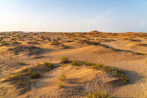 Preview: Sand dunes and sparse vegetation in the desert