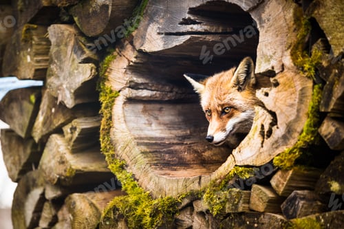 Preview: Red Fox (Vulpes vulpes)