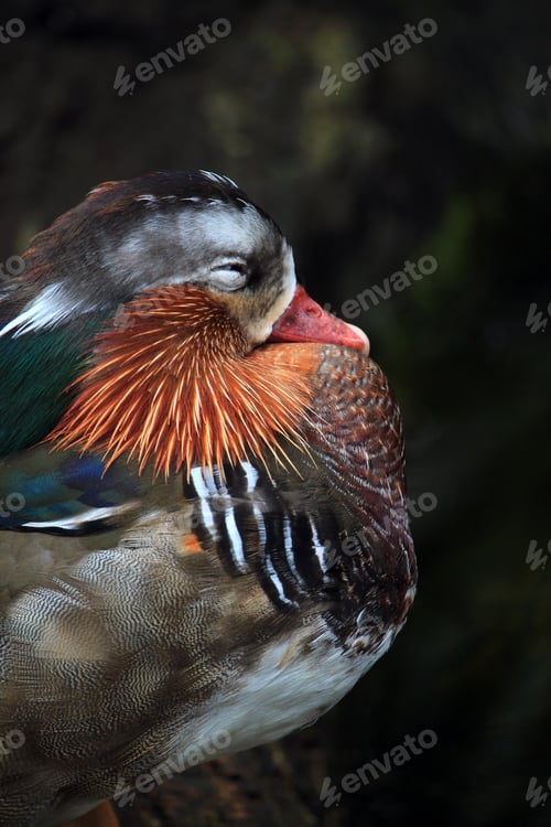Preview: Beautiful Mandarin duck