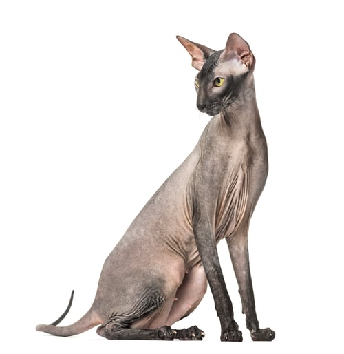 Preview: Peterbald, naked cat, sitting, isolated on white