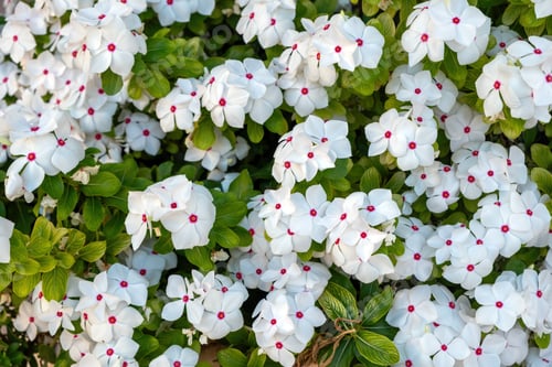 Preview: Impatiens balsamina, rose, garden balsam, touch me not annual plant background texture.