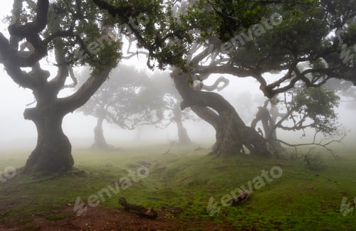 Preview: Mysterious fanal forest covered by fog in madeira island, portugal
