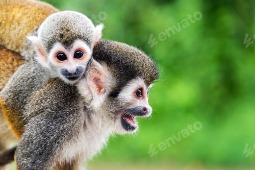 Preview: Squirrel Monkey Mother and Child