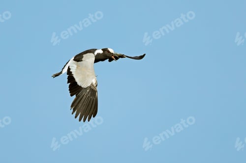 Preview: Blacksmith lapwing in flight
