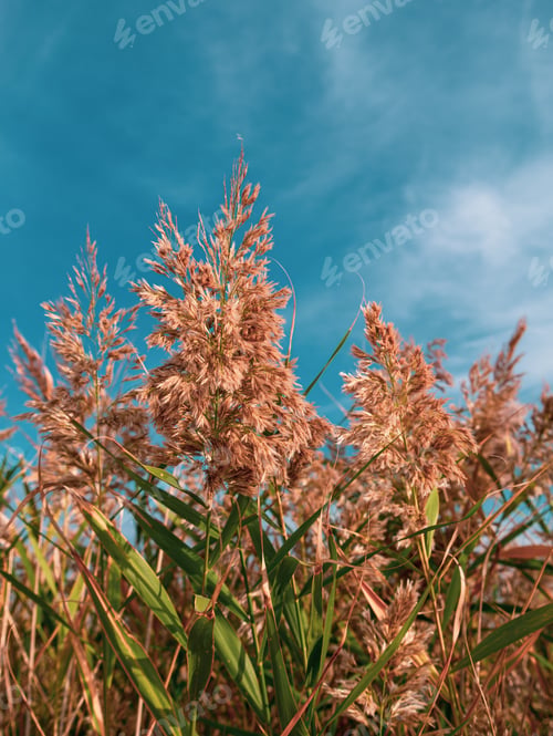 Preview: Fluffy golden reeds on turquoise blue sky background. Trendy natural red pampas grass background
