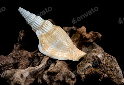 Preview: Ribbed strombus vittatus Seashell on Driftwood Background