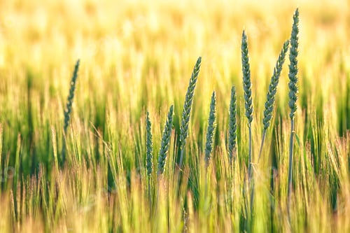 Preview: Summer background golden wheat ears in sunlight.