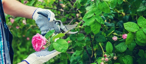Preview: nature