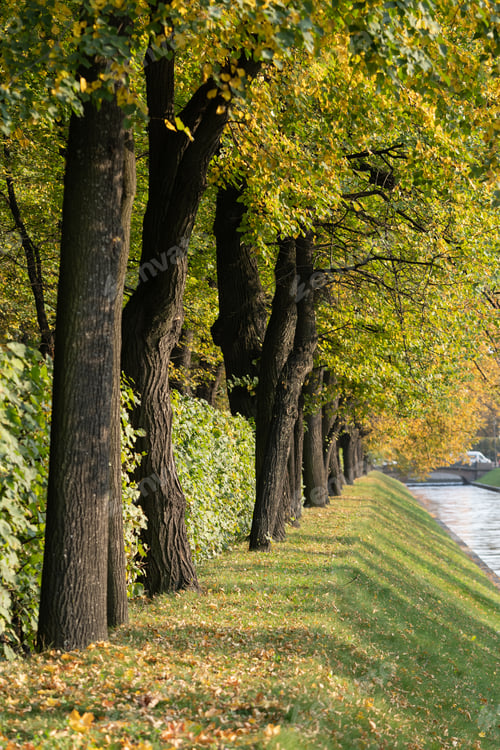 Preview: Lush trees with yellowed leaves and green shrubs grow in autumn park near water canal in city