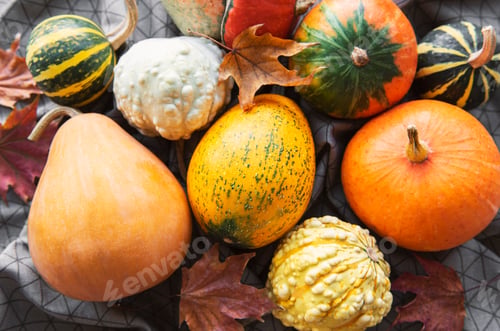 Preview: Fall background with multi color pumpkins