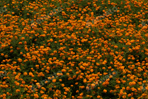 Preview: Marigold Flower
