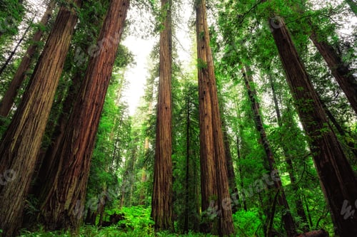 Preview: Views In The Redwood Forest At Redwoods National And State Parks In California
