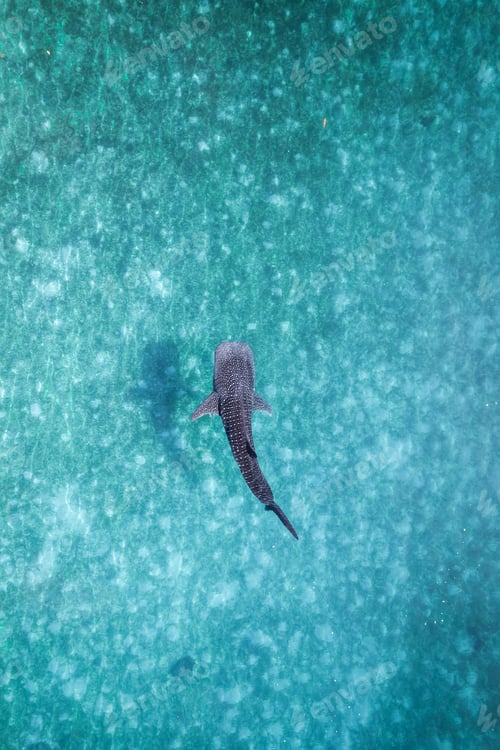 Preview: Whalesharks swimming in ocean drone aerial footage Cebu Philippines