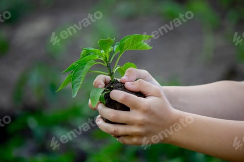 Preview: the child holds a sprout in his hands. Selective focus.