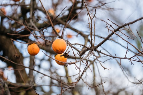 Preview: Tree branches with persimmon fruit in late autumn.