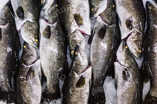 Preview: High angle close up of barramundi on ice ready to be cut into portions.