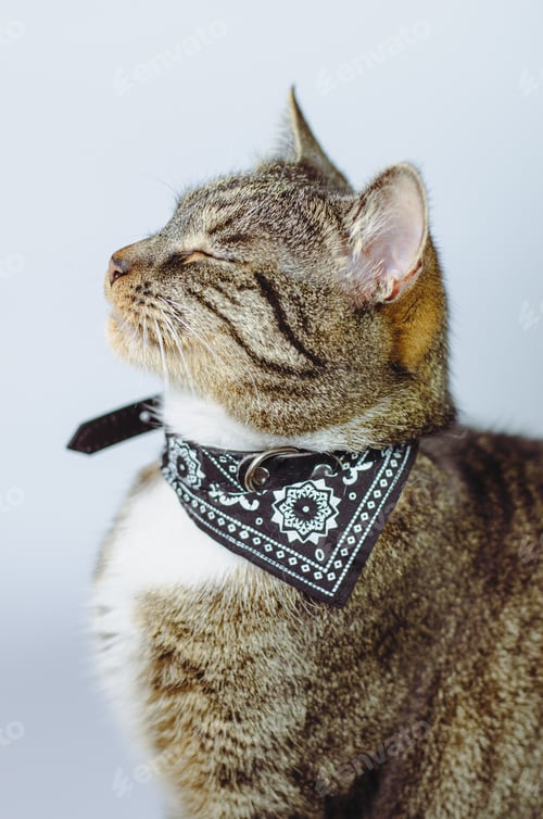 Preview: Tabby Cat Poses With Stylish Bandana Collar