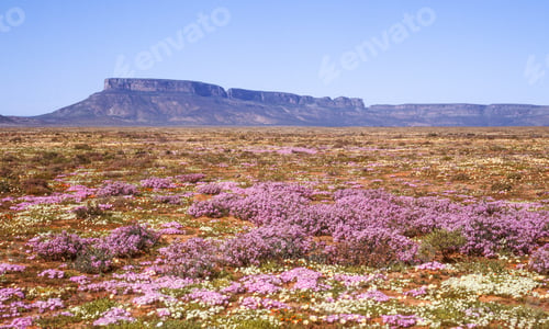 Preview: Spring Wildflowers Near Vanrhynsdorp