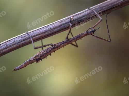 Preview: New Zealand stick insect