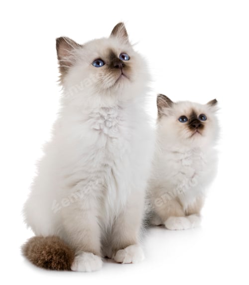 Preview: birman kitten in studio