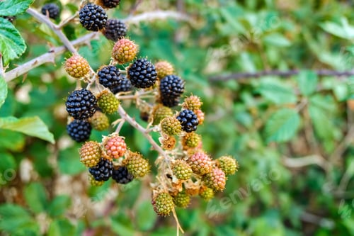 Preview: Wild blackberries ripening during the fall.