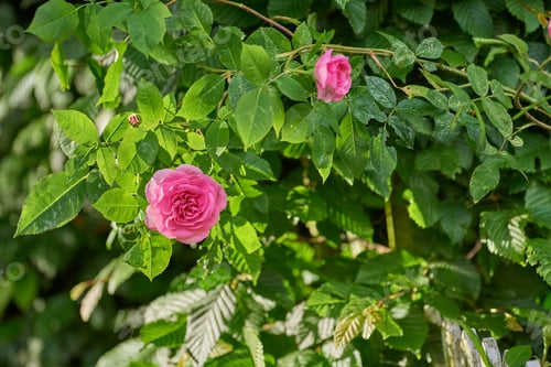Preview: The rose in my garden