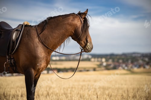 Preview: Spanish horse stallion with bridle and saddle on brown grass field with blue sky