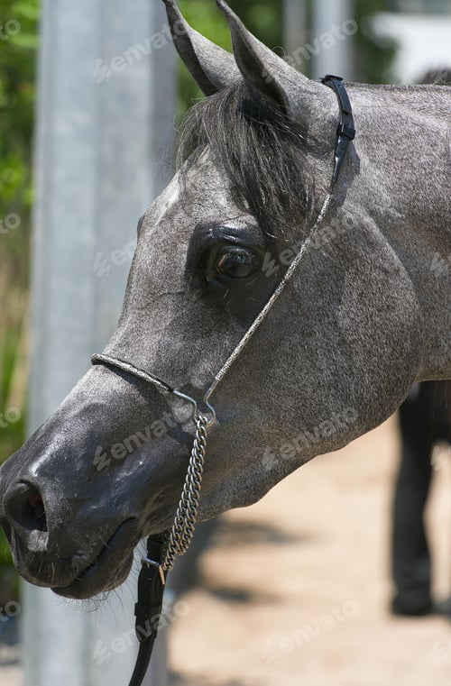 Preview: arabian, horse, mare, stallion, riding